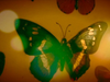 Annie Lennox - Papilio Machaon