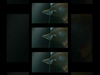 Brian May - Back To The Light: The Time Traveller 1992-2021 #shorts