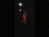 Florence + The Machine - I'll still be here hanging off The Buckle on your belt #florence #shorts
