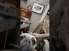 Snoop Dogg - DOGG GONE Ep5: Home Sweet Home